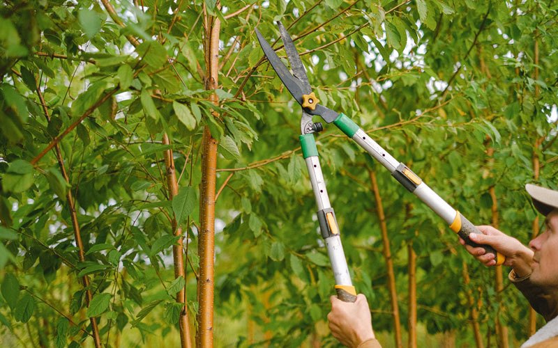 Tree trimming in Galt, IA